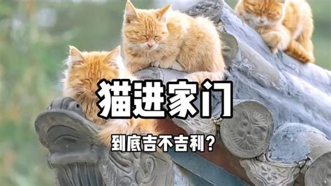 猫进家 意思|猫进家门到底吉不吉利